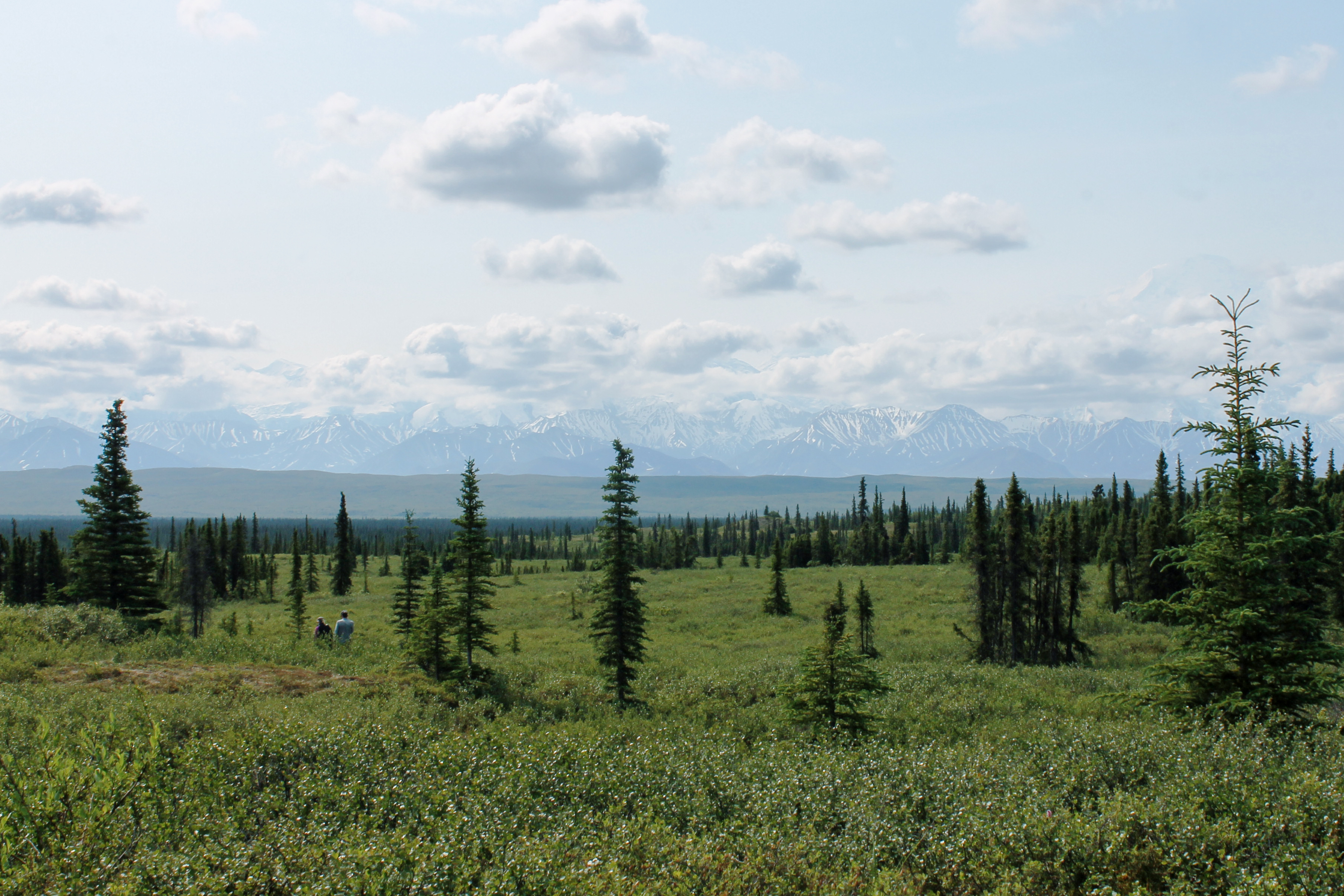 A view of the mountains in Denali National Park - Credit: Natalie Tongprasearth
